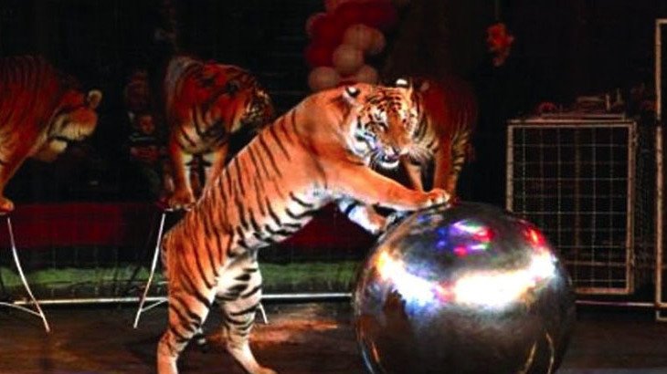 Бенгальские тигры на арене