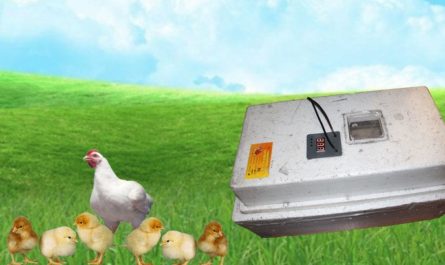 Выведение цыплят в инкубаторе Несушка