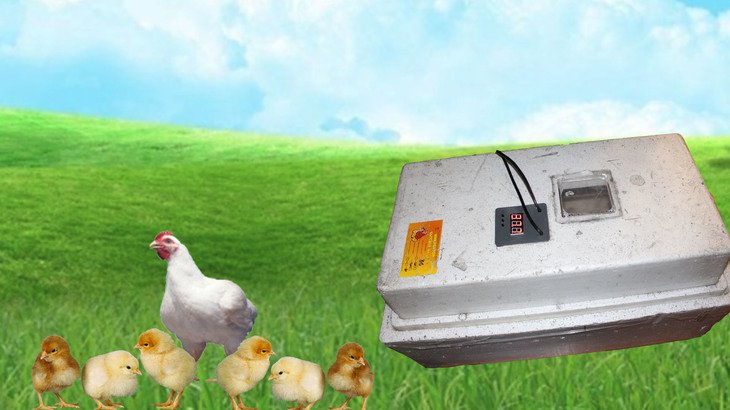 Выведение цыплят в инкубаторе в домашних условиях; в инкубаторе несушка би — 1 (би — 2), инструкция
