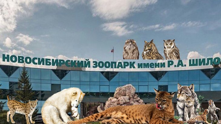 Все про новосибирский зоопарк имени Р.А. Шило: фото, цена билета, как работает